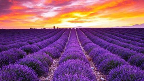 Hoa Oải Hương Lavender trải dài