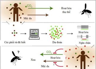 Muỗi phát hiện tìm đến da và hơi thở con người như thế nào