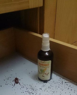 Chống kiến xâm nhập tủ bếp vừa dễ vừa khó