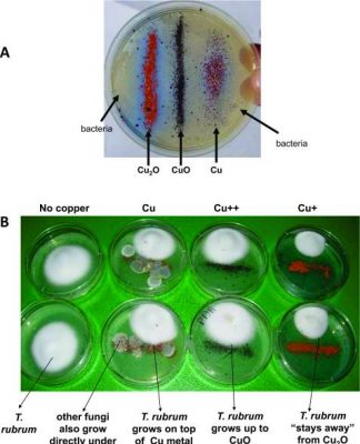 Vấn đề liệu sử dụng đồng sunphat vào nước rửa vệ sinh có độc hại?