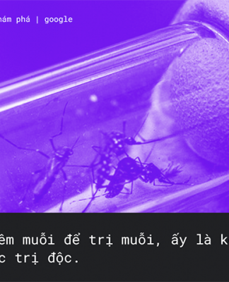 Google có một kế hoạch nhằm triệt tiêu muỗi toàn cầu, đó là thả ra thêm nhiều muỗi hơn !?