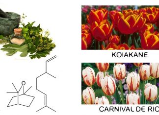 Tìm hiểu về hoa Tulip