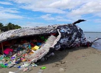 Bảo quản xương, răng khảo cổ dưới góc nhìn sinh thái nhân văn.