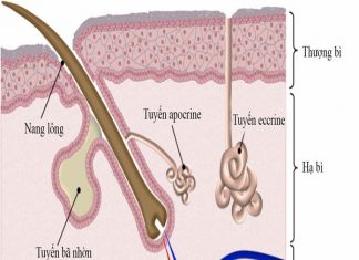 Nguyên nhân về hội chứng tăng tiết mồ hôi