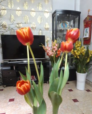 Mùi hương hoa tuylip