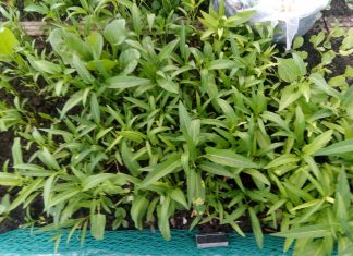 Trải nghiệm việc tưới rau với nước lau sàn sả chanh Lam Hà