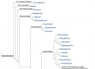 GÓP PHẦN TÌM HIỂU VỀ GỖ NGỌC AM TRONG KHẢO CỔ HỌC