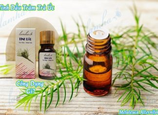 Top 12 công dụng tinh dầu tràm trà tinh dầu tràm trà Úc Melaleuca Alternifolia